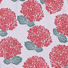 Hydrangea